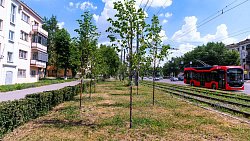 В мэрии рассказали о приживаемости сосен и лип в Челябинске