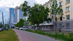 В мэрии рассказали о приживаемости сосен и лип в Челябинске