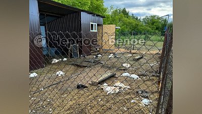 Стая бродячих собак в Магнитогорске растерзала кроликов из мини-зоопарка 