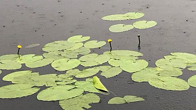 Краснокнижные кувшинки распускаются на реке Уй