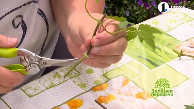 Пора размножать красивые растения