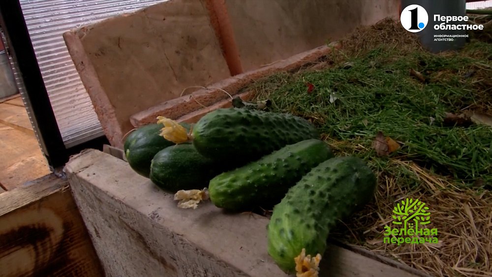 Формировка огурца