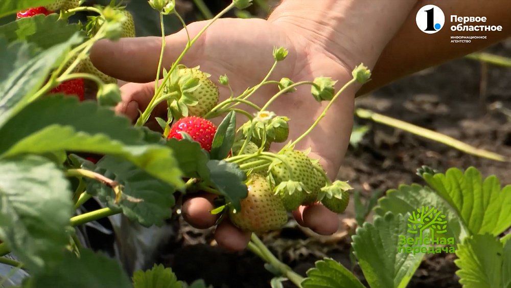 Как улучшить вкус садовой земляники