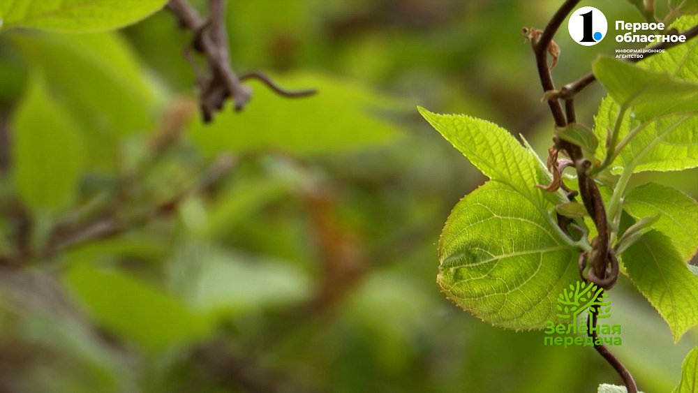 Ликвидируем последствия «морозного» мая