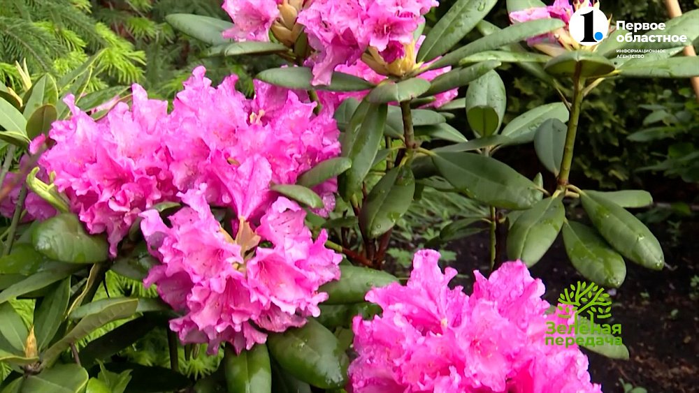 Рододендроны растут без проблем