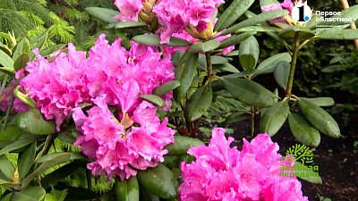 Рододендроны растут без проблем