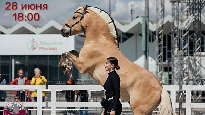 Нина Принц представит коня редкой породы на шоу-программе в Челябинске