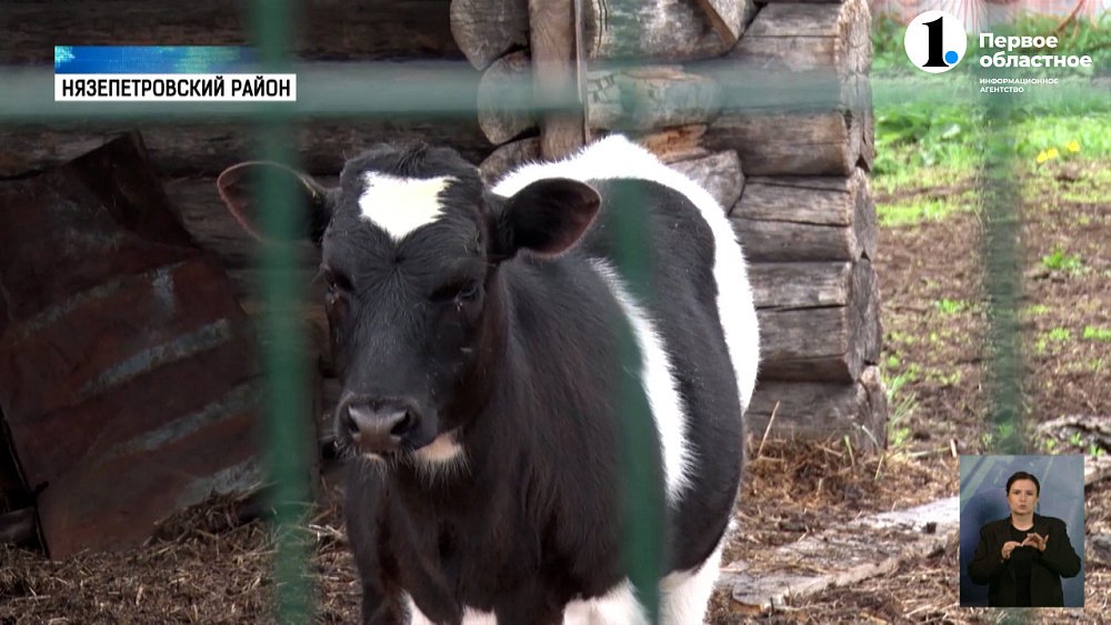 Житель села Шемаха рассказал о плюсах соцконтракта