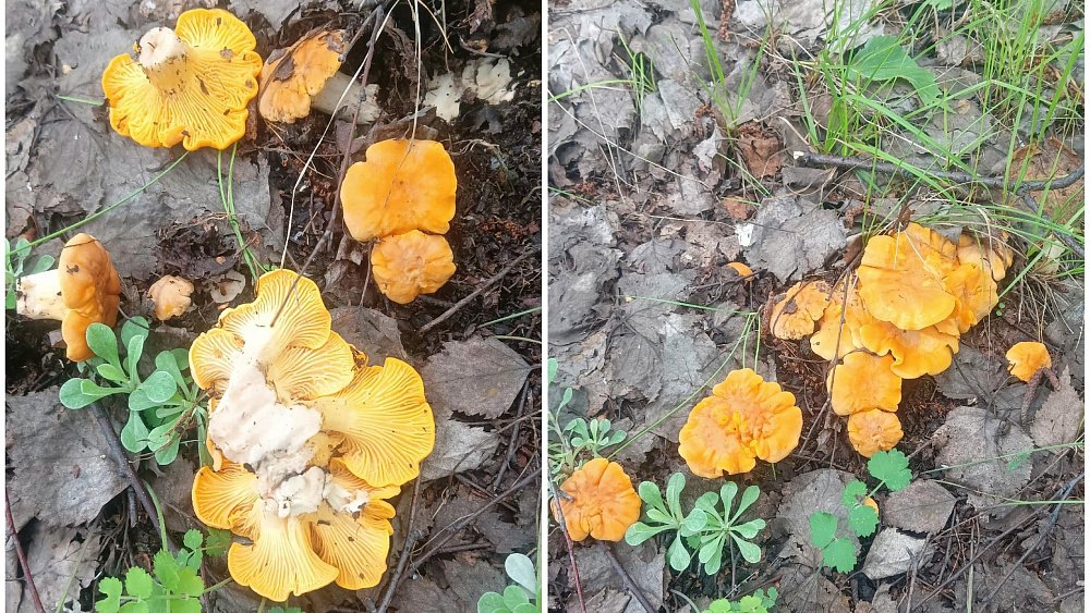 Челябинские грибники начали находить первые лисички