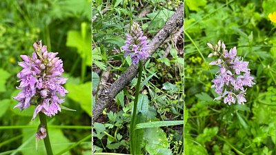 На Зигальге зацвела первая орхидея