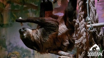 В Челябинском зоопарке продемонстрировали активность ленивцев