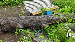 Дерево упало на детскую площадку после ливня в Челябинске