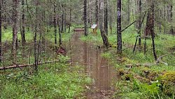 Туристические тропы затопило в нацпарках Челябинской области после дождей