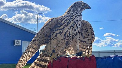 Новые пернатые сотрудники начали работу на полигоне ТКО в Магнитогорске