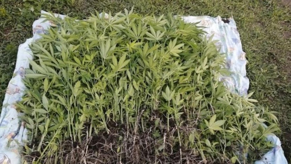 В Челябинской области мужчину задержали за выращивание 58 кустов конопли