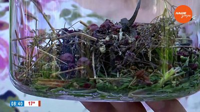 Таежный чай ― в рубрике «Время пить чай»