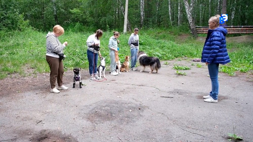 Миасцы занимаются дрессировкой собак