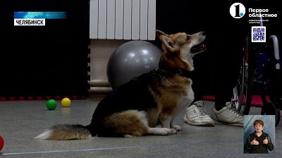 Второго июля отмечают Международный день собак