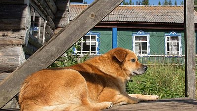 Летний отпуск на даче проведет почти половина жителей Челябинской области