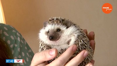 Белобрюхий еж в рубрике «Усы, лапы и хвост»