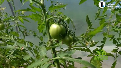 Формировка томатов