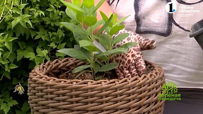 Гортензию ― в кашпо