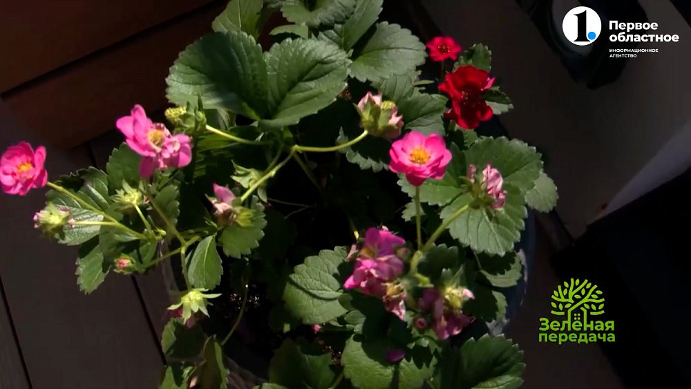 Как выбирать растения для террас