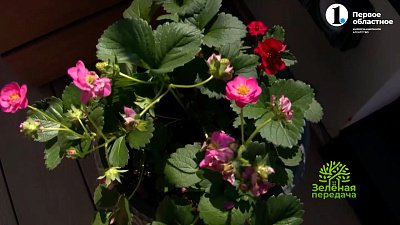 Как выбирать растения для террас