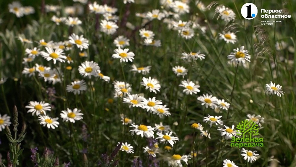 Кусочек уральской природы в центре Челябинска