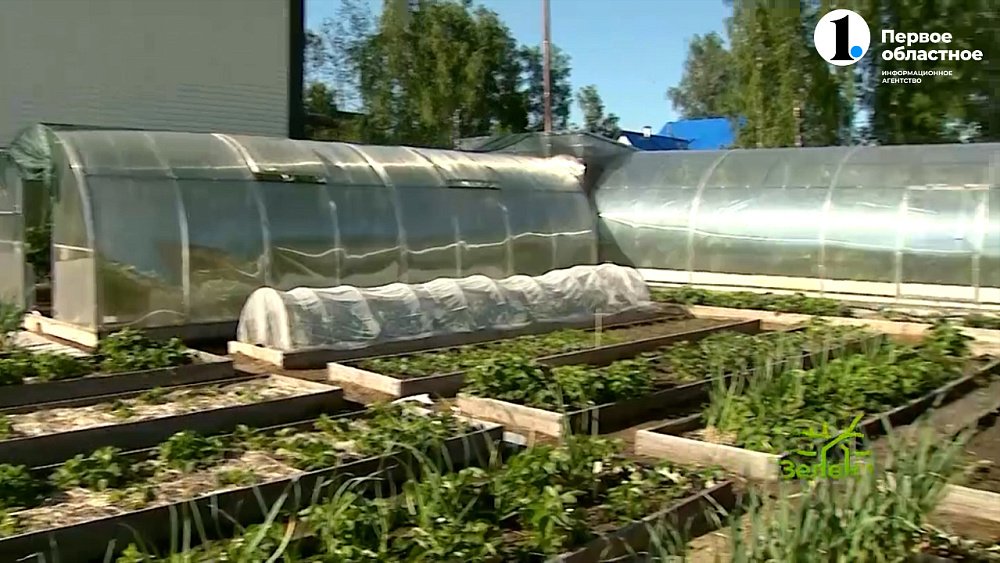 Как помочь растениям в жару