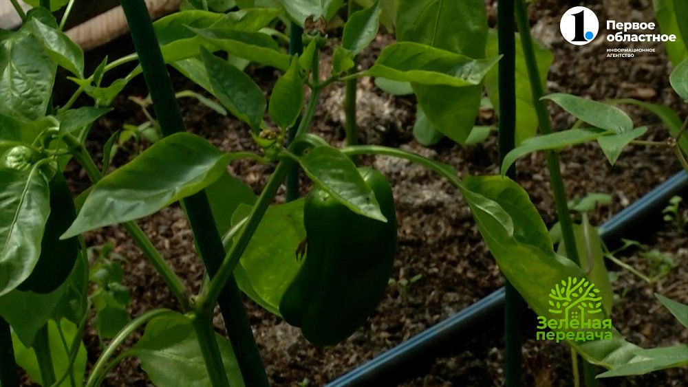 Как формировать перцы