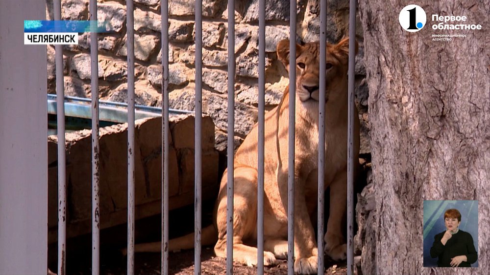Челябинский зоопарк ждет масштабная перезагрузка