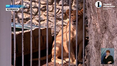 Челябинский зоопарк ждет масштабная перезагрузка