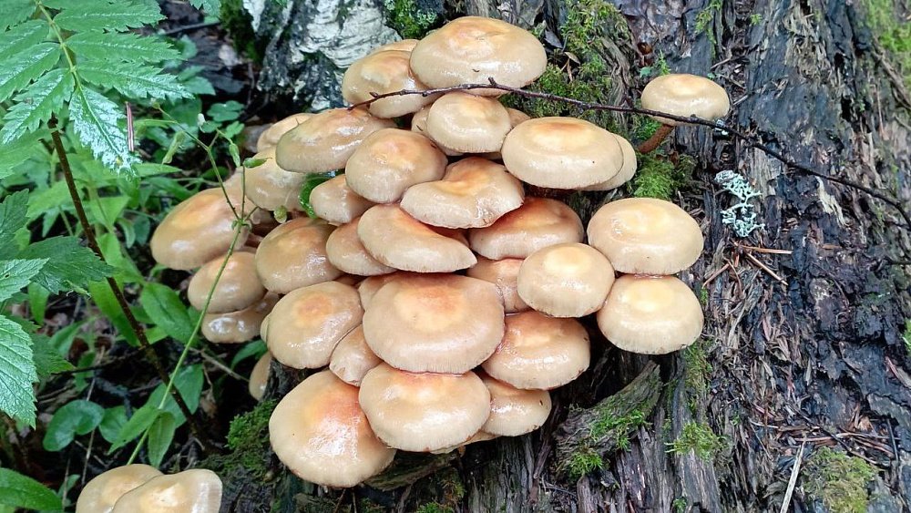 На Таганае появились первые летние опята