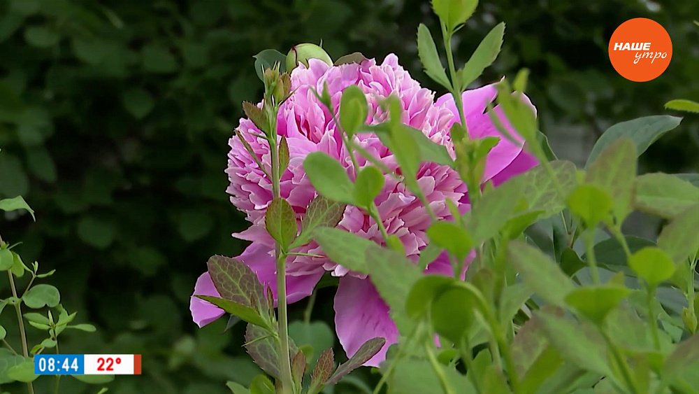 Как помочь растениям в жару в рубрике «Руки садовода»