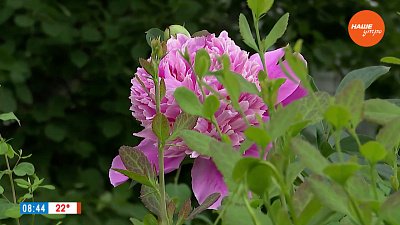 Как помочь растениям в жару в рубрике «Руки садовода»