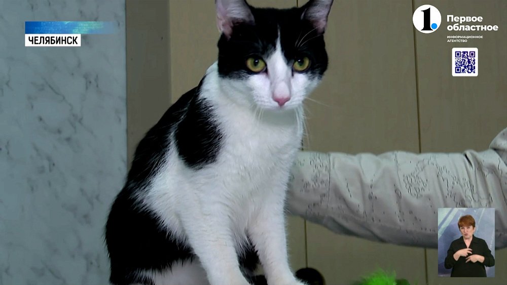 Как защитить питомца и семью от бешенства?