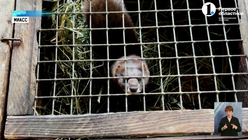 Жителей Челябинской области просят помочь питомнику краснокнижных норок