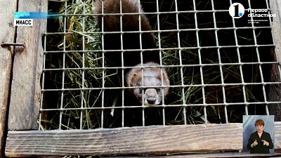 Жителей Челябинской области просят помочь питомнику краснокнижных норок