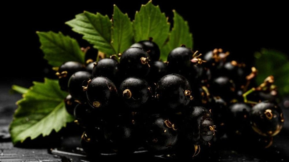 Черная смородина полезна при гипертонии