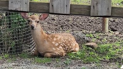 Сотрудники зоопарка сняли досуг маленьких оленят 