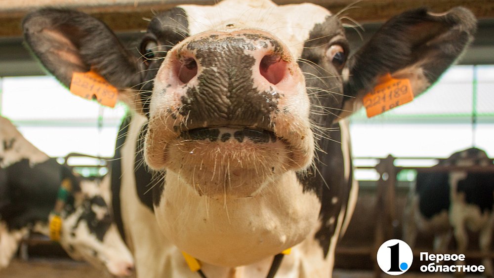 Производитель молока в Челябинской области вышел на рекордные объемы