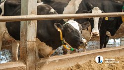 Производитель молока в Челябинской области вышел на рекордные объемы