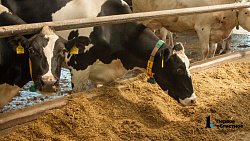 Производитель молока в Челябинской области вышел на рекордные объемы