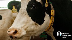 Производитель молока в Челябинской области вышел на рекордные объемы