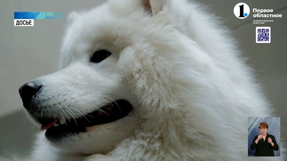 В жару в Челябинской области вырос спрос на услуги грумеров