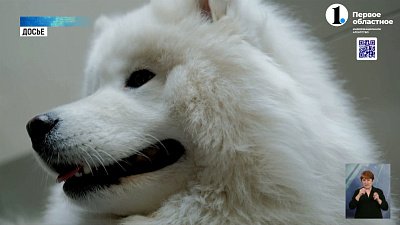 В жару в Челябинской области вырос спрос на услуги грумеров