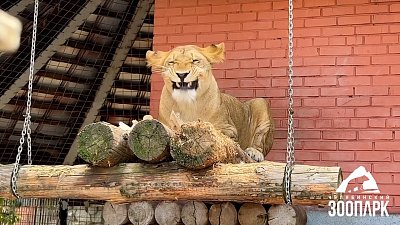 В Челябинском зоопарке показали милое видео со львом