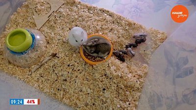 Хомяки в рубрике «Усы, лапы и хвост»