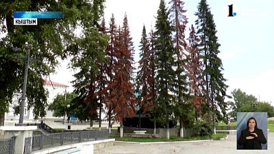 Пихты Нижнего Кыштыма полностью погибли от поражения уссурийским полиграфом